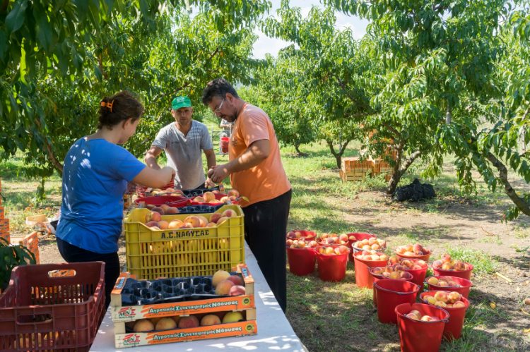 NAOUSSA GREECE- AUGUST 20 2014: Workers placing ripe peaches in crates at the factory of Agricultural Cooperative of Naoussa Greece. The famous "Naoussa Peaches" are the area’s main product.