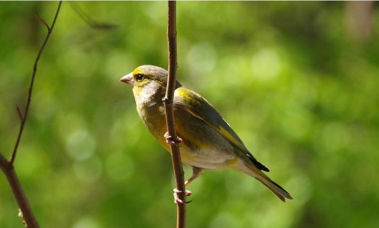 Cicërima e zogjve lehtëson depresionin dhe emocionet negative