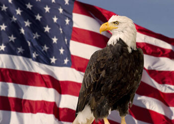 Bald Eagle with Flag United States of America