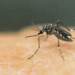 Lloj i mushkonjës Aedes që besohet se përhap virusin ‘chikungunya’.